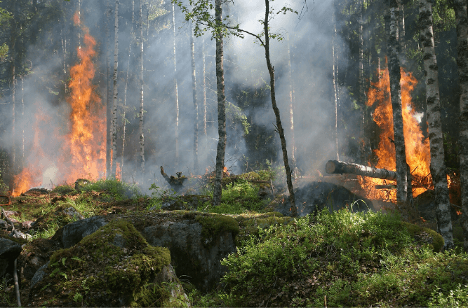 zbiórka na usuwanie skutków pożaru w biebrzańskim parku narodowym